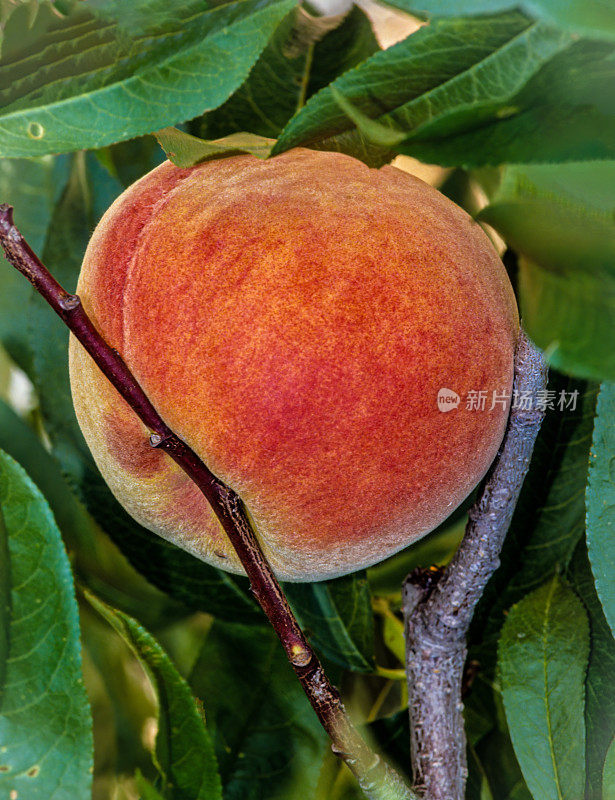桃(Prunus persica)是一种落叶乔木，最早在中国东部的浙江省驯化和栽培。它结出可食用的多汁水果，有各种各样的特点，大多数被称为桃子。树上有一个成熟的红天堂桃子。圣罗莎